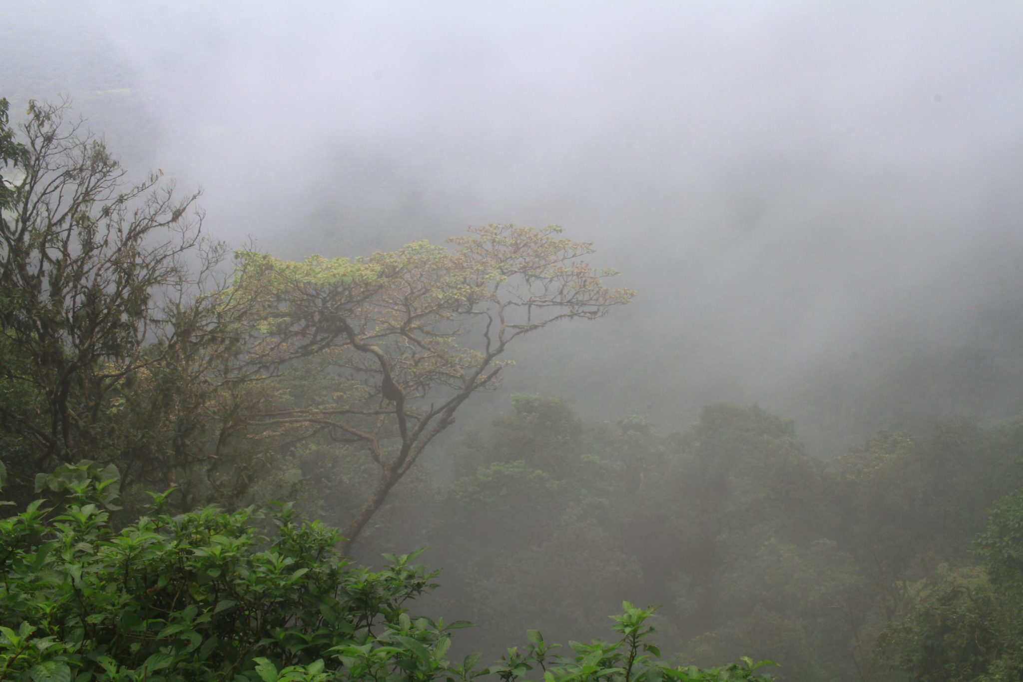 Agumbe